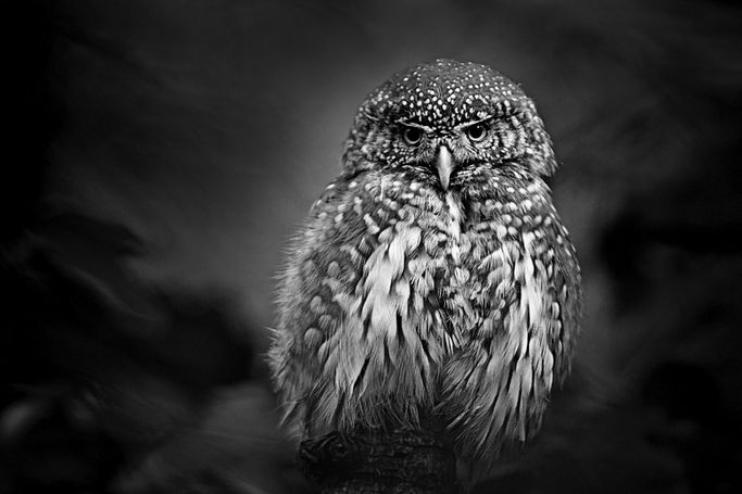 fine art wildlife photography by Heinz Effner - intuitive - spiritual - exclusive