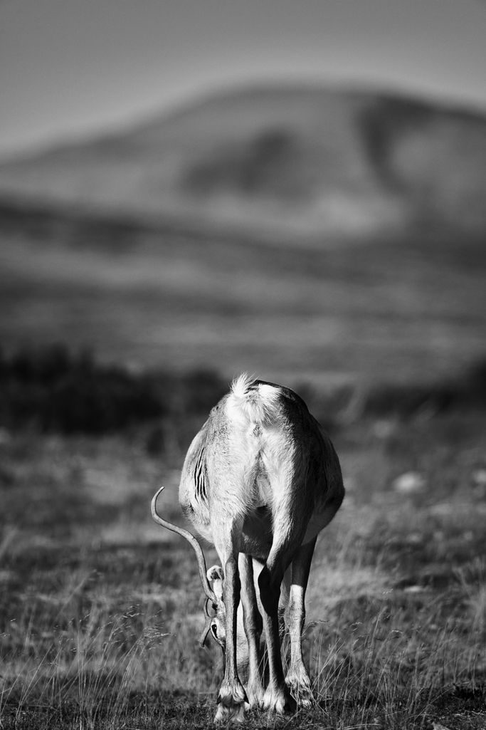 fine art wildlife photography by Heinz Effner - intuitive - spiritual - exclusive