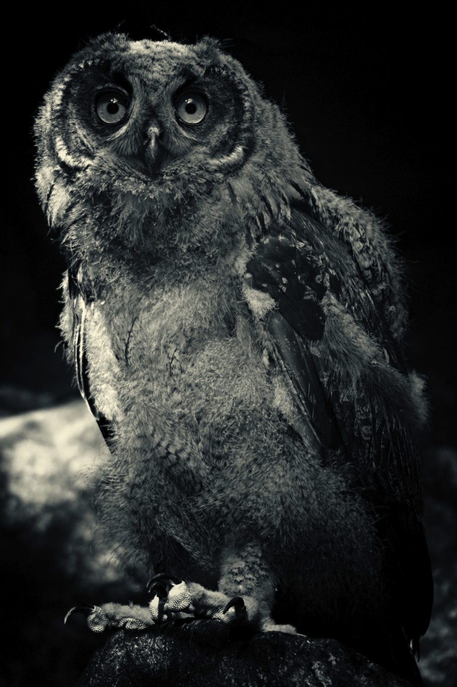 Fine Art Wildlife Photography by Heinz Effner