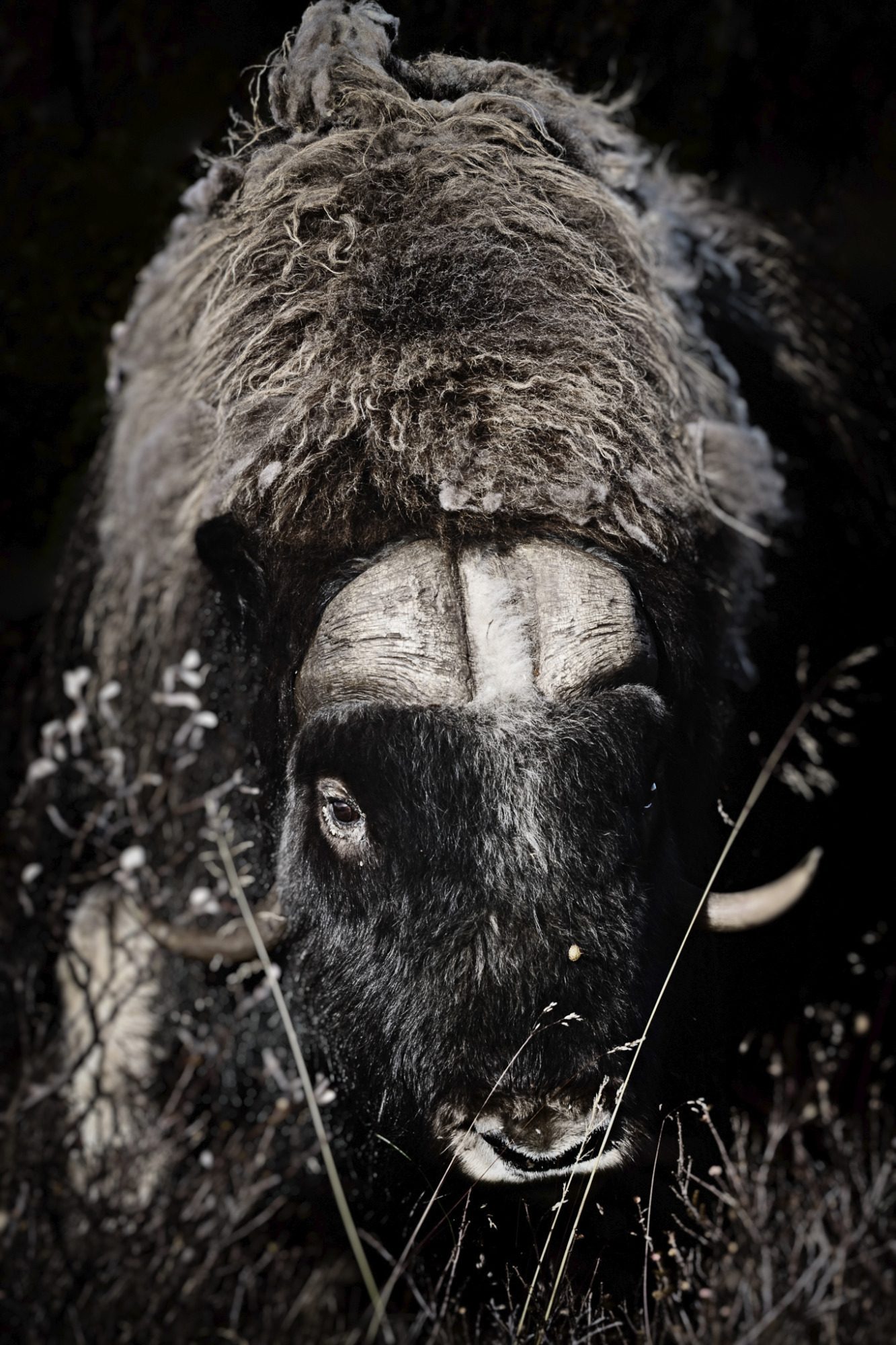Musk ox (Ovibos moschatus) Moschusochse - Fine Art Wildlife Photography by Heinz Effner Musk ox (Ovibos moschatus) fine art wildlife photography by heinz effner