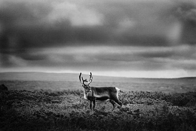Ein Rentier steht einsam in einer Landschaft unter einem bewölkten Himmel.A reindeer bull stands alone in a landscape under a cloudy sky.