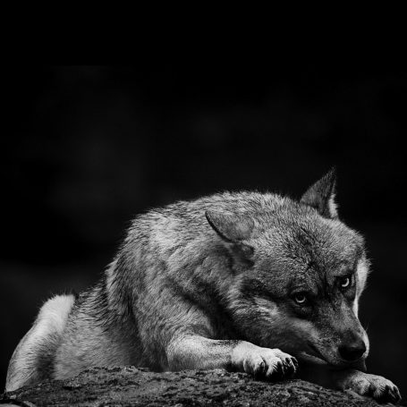 Ein grauer Wolf sitzt nachdenklich auf einem Stein.A gray wolf sits thoughtfully on a stone.