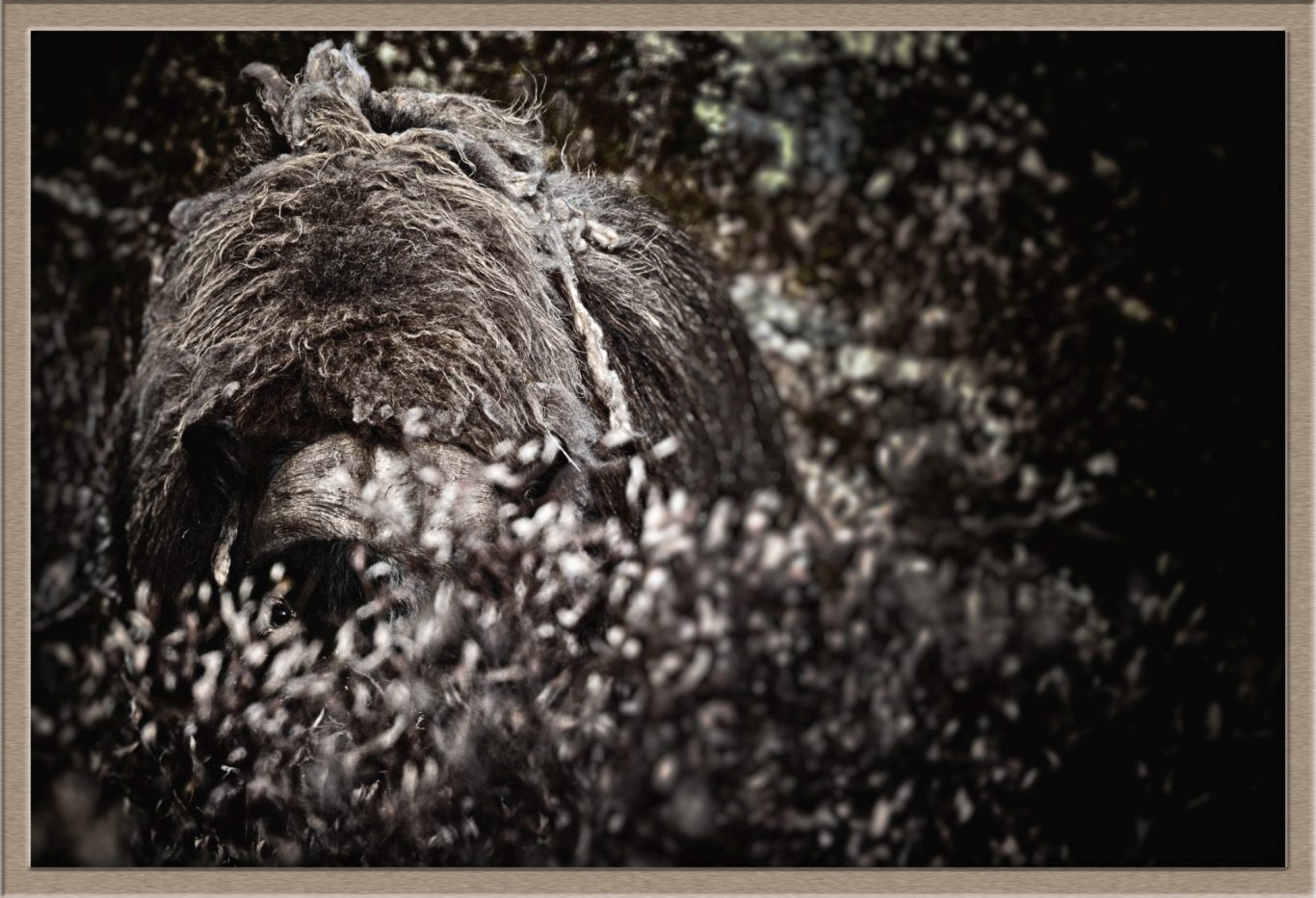 Musk ox (Ovibos moschatus) Musk ox (Ovibos moschatus) fine art wildlife photography by heinz effner