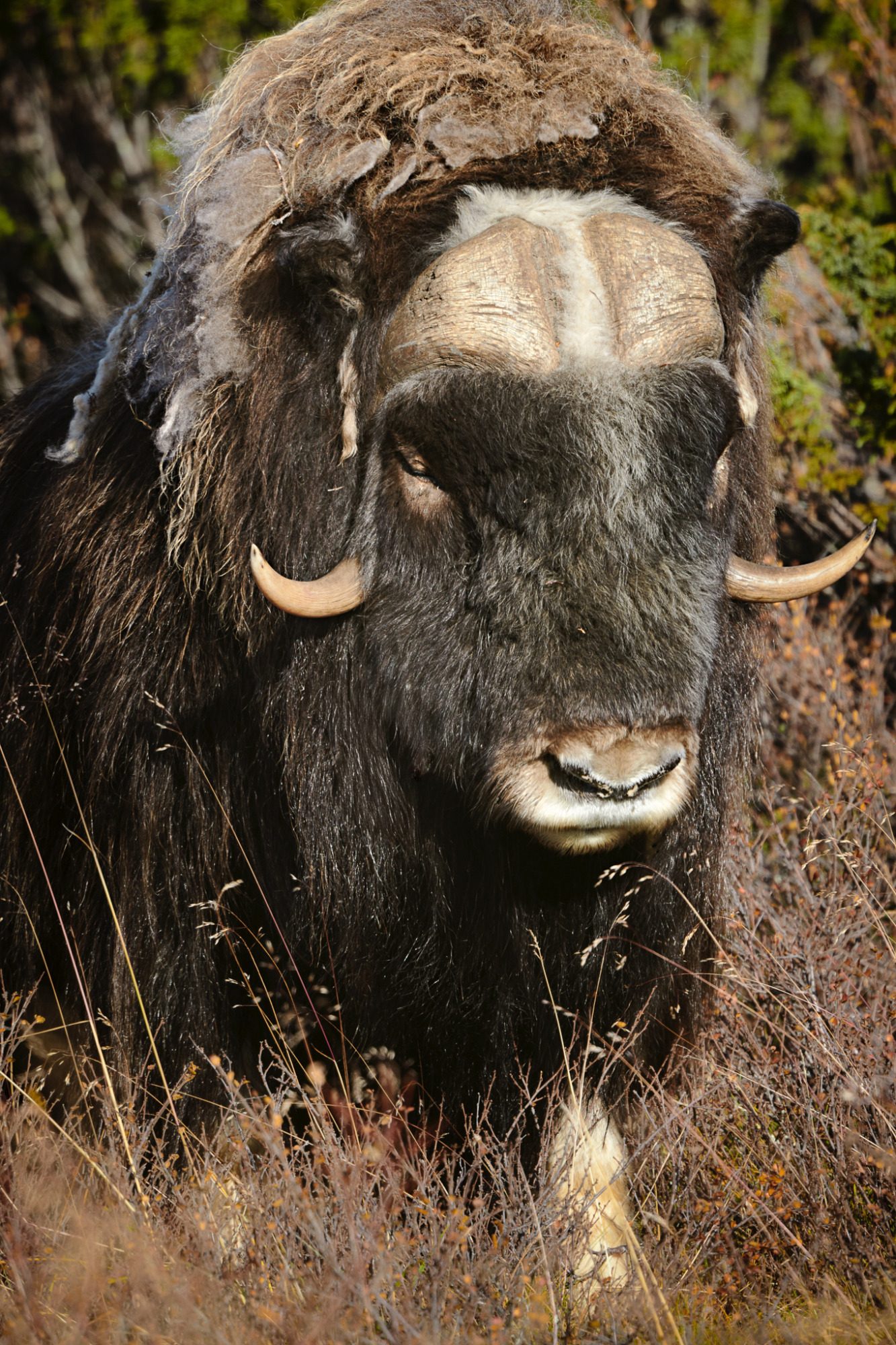 Fine Art,
Wildlife Photography, Wildtierfotografie, Limitierte Editionen, limited edition, Künstlerische Fotografie, Galerie, Photo Gallery
