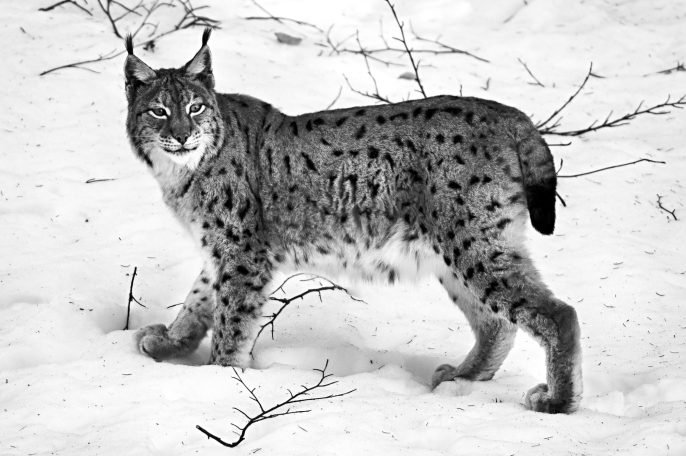Luchs auf schneebedecktem Boden, mit geschecktem Fell und aufmerksamer Haltung.