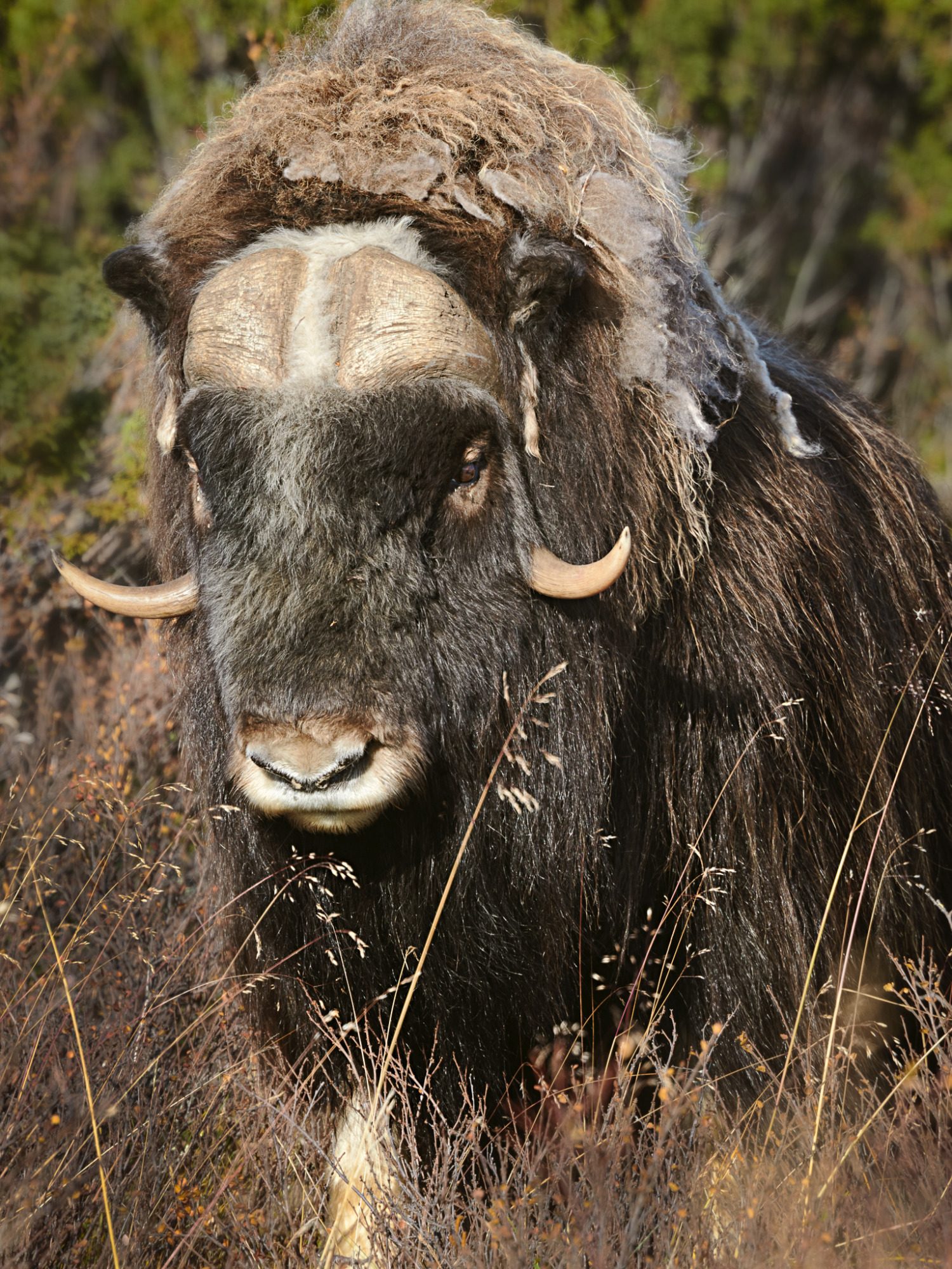 Fine Art,
Wildlife Photography, Wildtierfotografie, Limitierte Editionen, limited edition, Künstlerische Fotografie, Galerie, Photo Gallery