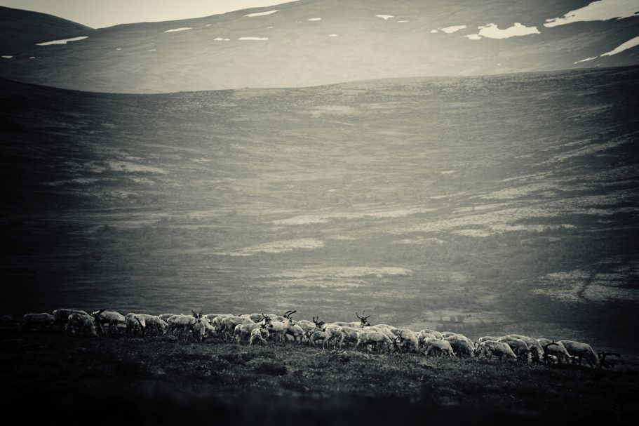 Fine Art Wildlife Photography by Heinz Effner