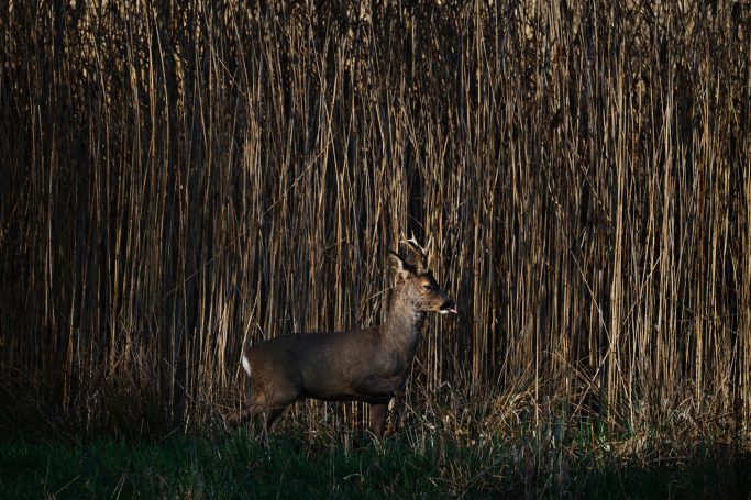 Ein Reh steht vor einem hohen, dichten Schilfbestand in der Dämmerung.A deer stands in front of a tall, dense stand of reeds at dusk.