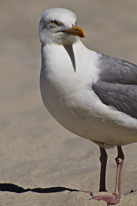 Eine Möwe mit grauen Flügeln und weißem Körper steht im Sand.A seagull with gray wings and a white body stands in the sand.