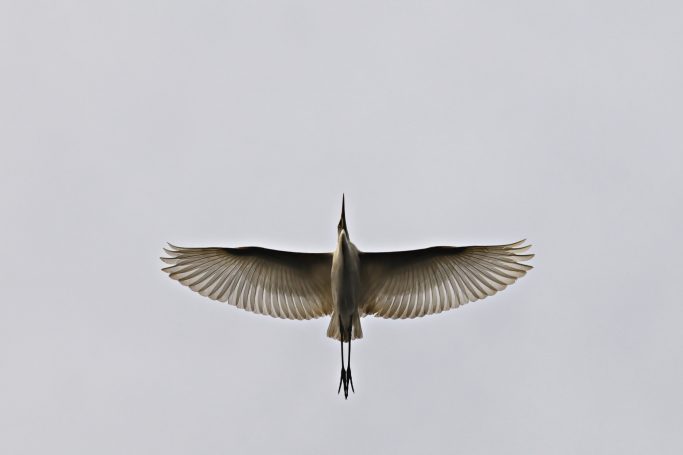 Ein Silberreiher fliegt mit ausgebreiteten Flügeln gegen einen grauen Himmel.A great egret flies with outstretched wings against a gray sky.