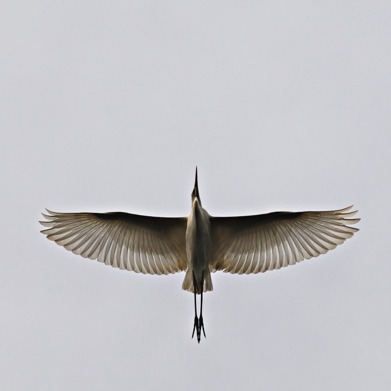 Ein großer Silberreiher mit weit ausgebreiteten Flügeln fliegt gegen den Himmel.A great egret with its wings spread wide flies.