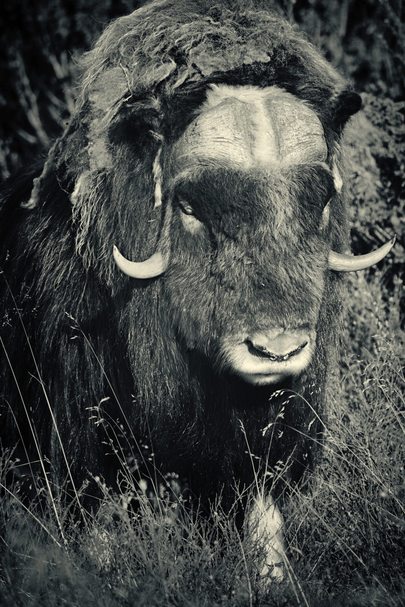 Fine Art,
Wildlife Photography, Wildtierfotografie, Limitierte Editionen, limited edition, Künstlerische Fotografie, Galerie, Photo Gallery