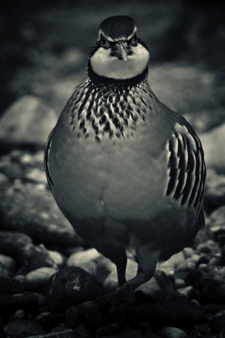 Fine Art Wildlife Photography by Heinz Effner