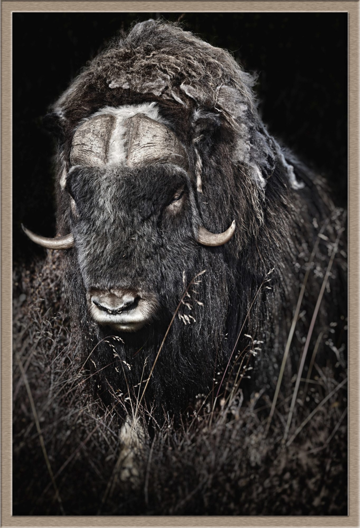 Musk ox (Ovibos moschatus) Musk ox (Ovibos moschatus) fine art wildlife photography by heinz effner