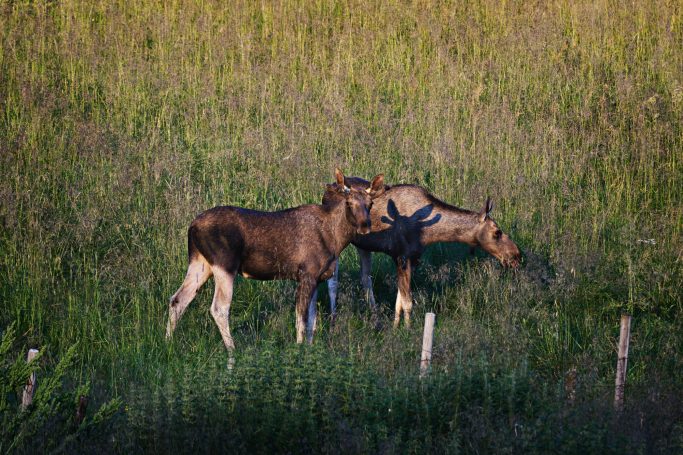 Zwei Elche grasen in einer grünen Wiese mit hohem Gras.Zwei Elche grasen in einer grünen Wiese mit hohem Gras.
