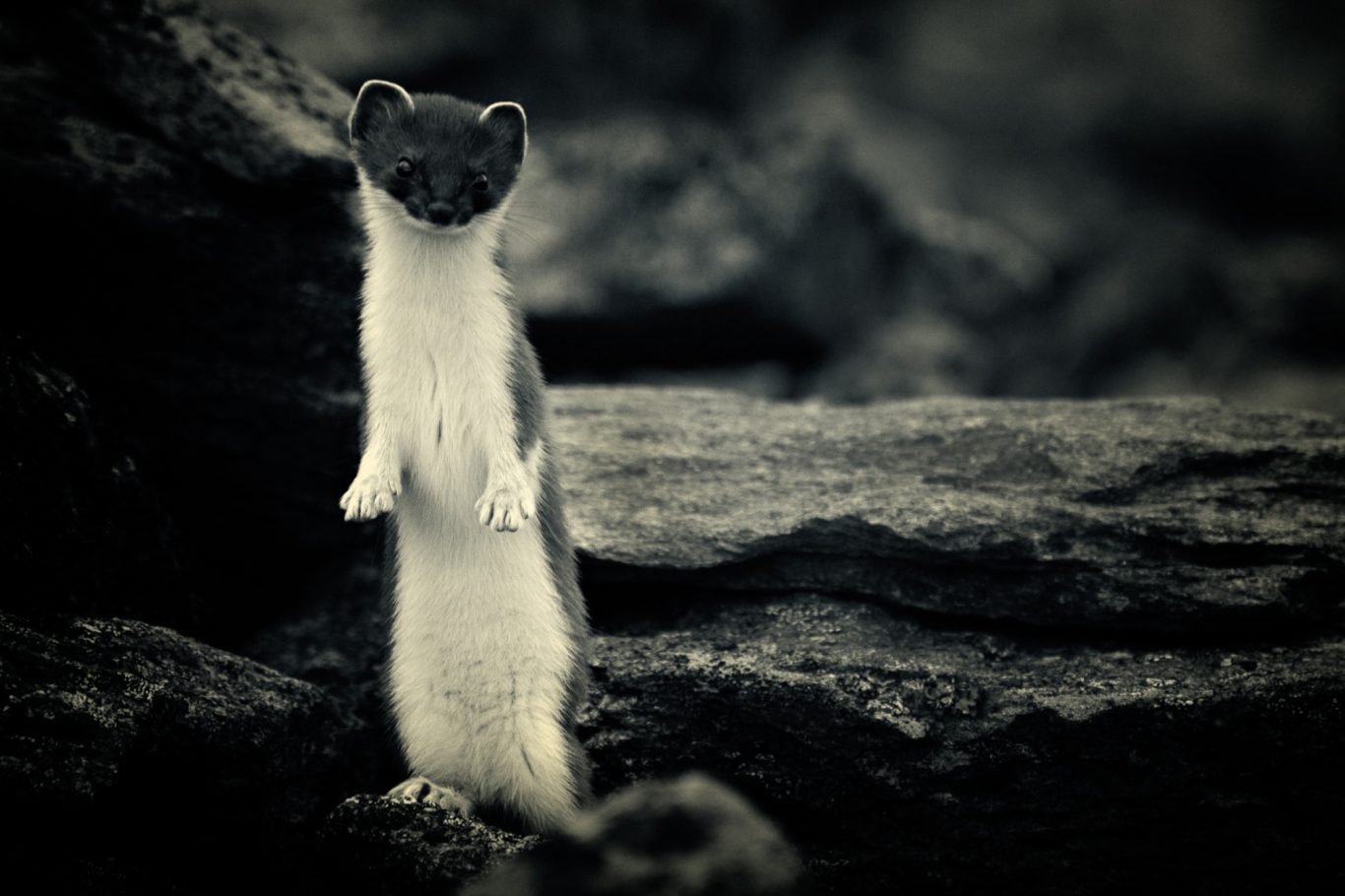 Fine Art Wildlife Photography by Heinz Effner