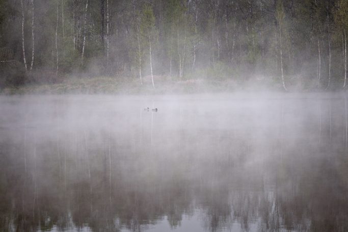 Nebelige Seeoberfläche mit Bäumen im Hintergrund.Foggy lake surface with trees in the background.