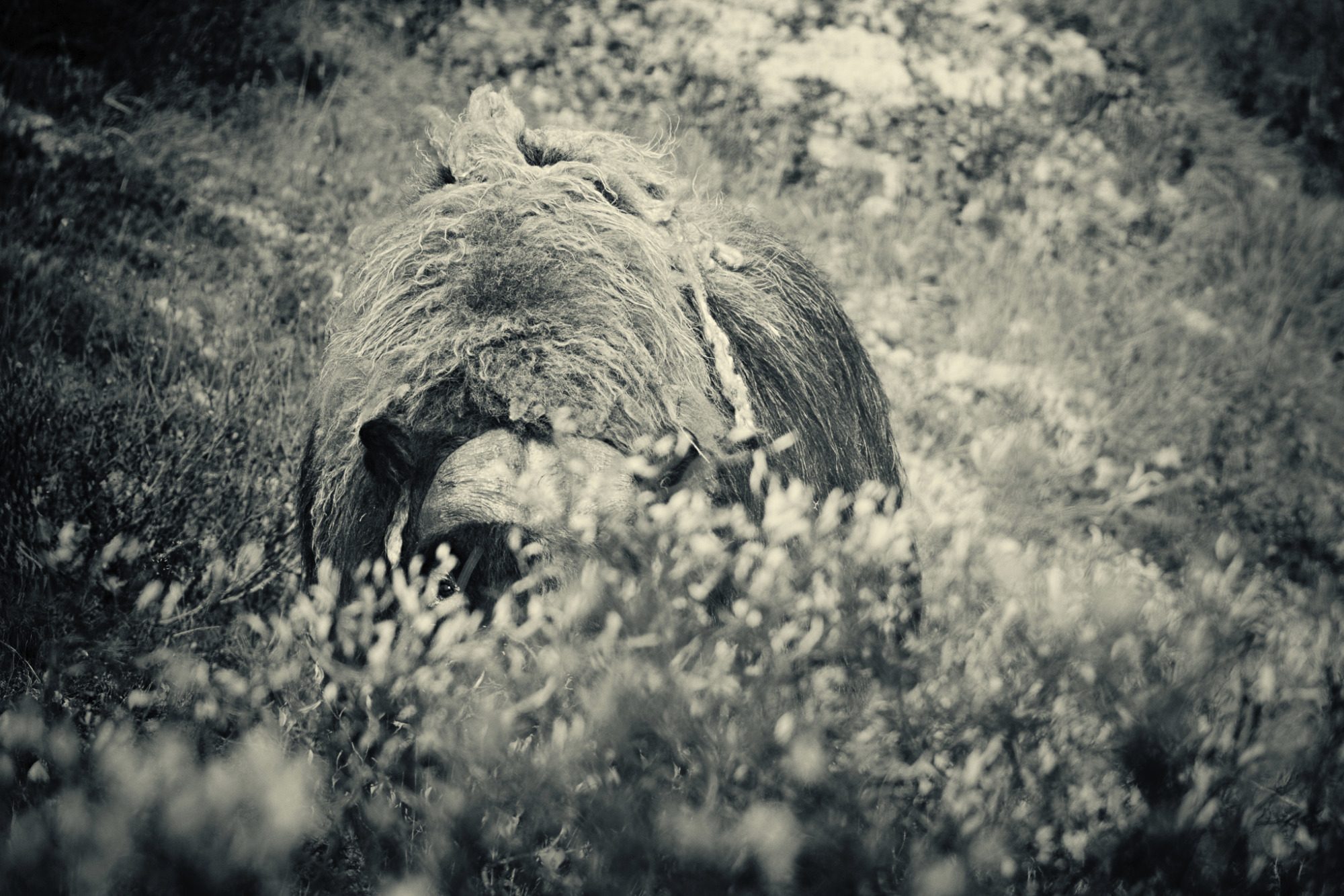 Fine Art,
Wildlife Photography, Wildtierfotografie, Limitierte Editionen, limited edition, Künstlerische Fotografie, Galerie, Photo Gallery