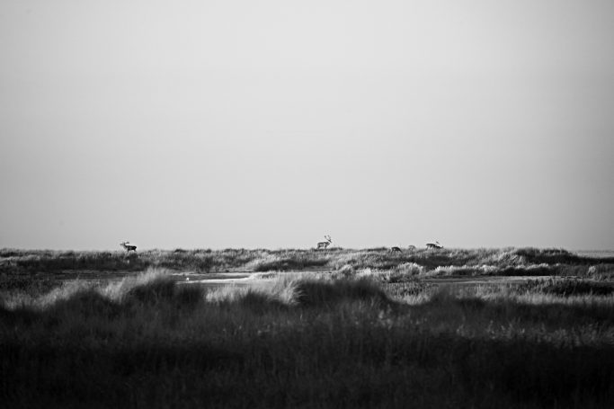 Schwarz-weiß Bild einer Küstenlandschaft mit Hirschen an der Küste.Black and white picture of a coastal landscape with deer on the coast.