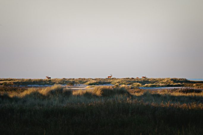 Landschaft mit grasbewachsenen Hügeln und sanftem Licht am Horizont.Landscape with grassy hills and soft light on the horizon.