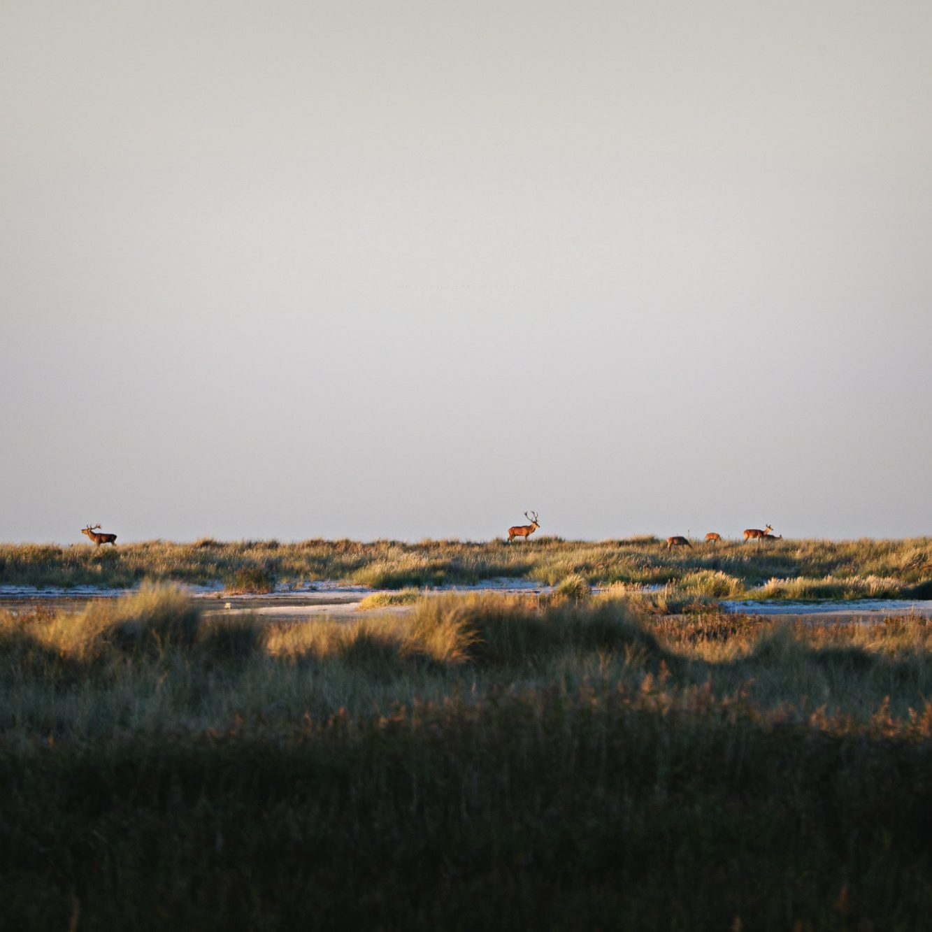 Rothirsche in einer weiten, grasbewachsenen Landschaft bei Sonnenaufgang.Red deer in a wide, grassy landscape at sunrise.