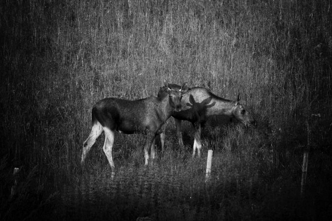 Zwei Elche stehen in einem Feld aus hohem Gras, monochrom dargestellt.Two moose stand in a field of tall grass, depicted in monochrome.