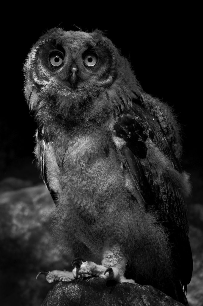Eine schwarze und weiße Eule mit großen, ausdrucksvollen Augen auf einem Ast.A black and white owl with large, expressive eyes on a branch.