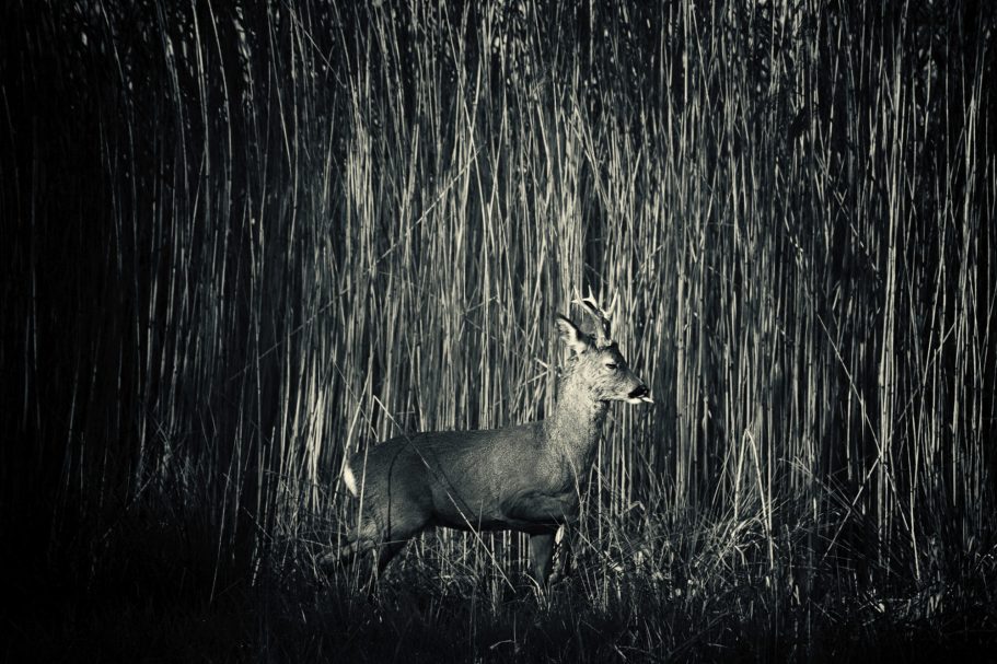 Fine Art Wildlife Photography by Heinz Effner