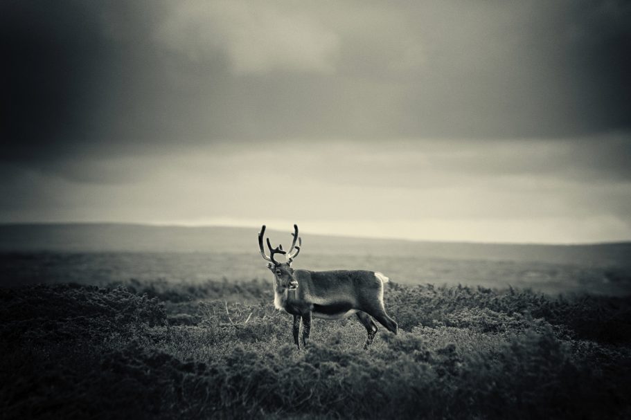 Fine Art Wildlife Photography by Heinz Effner