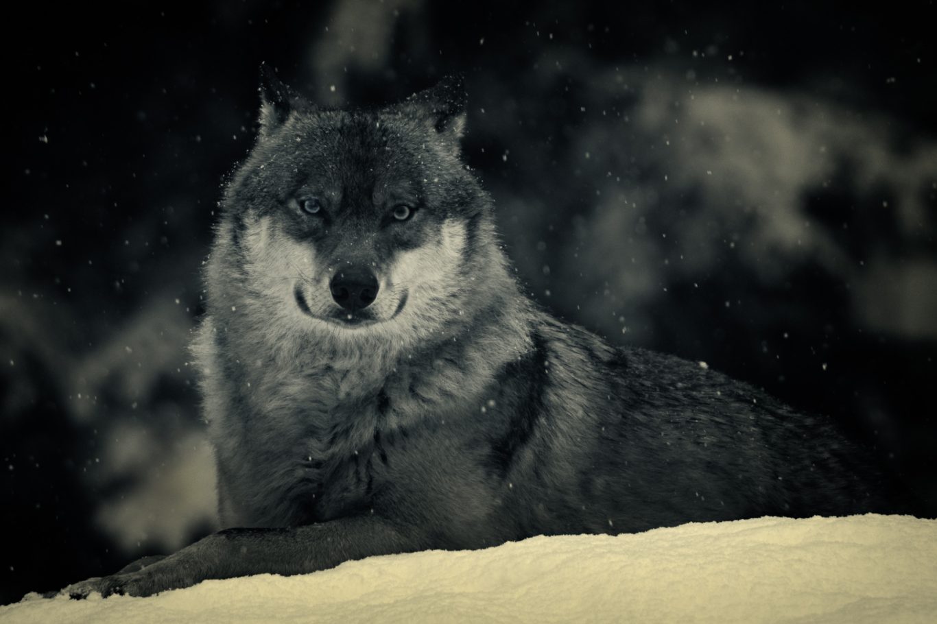 Fine Art Wildlife Photography by Heinz Effner