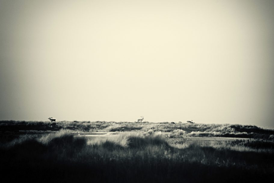 Fine Art Wildlife Photography by Heinz Effner