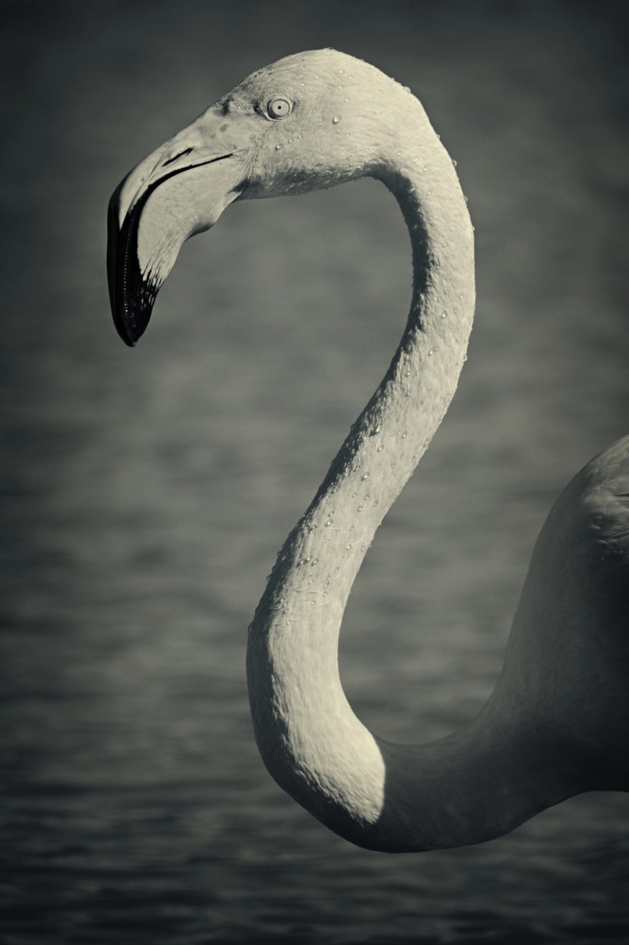 Fine Art Wildlife Photography by Heinz Effner