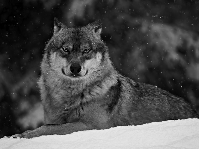 Eurasischer Wolf sitzt im Schnee, umgeben von Schneeflocken.Eurasian wolf sitting in the snow, surrounded by snowflakes.