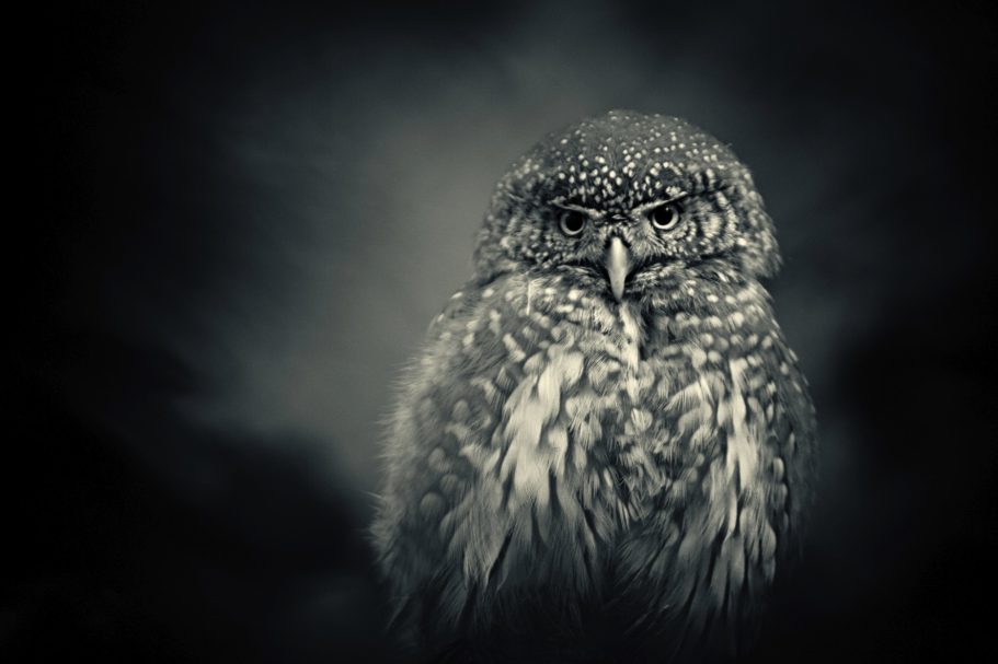 Fine Art Wildlife Photography by Heinz Effner