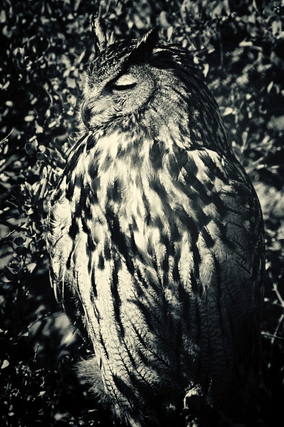 Fine Art Wildlife Photography by Heinz Effner