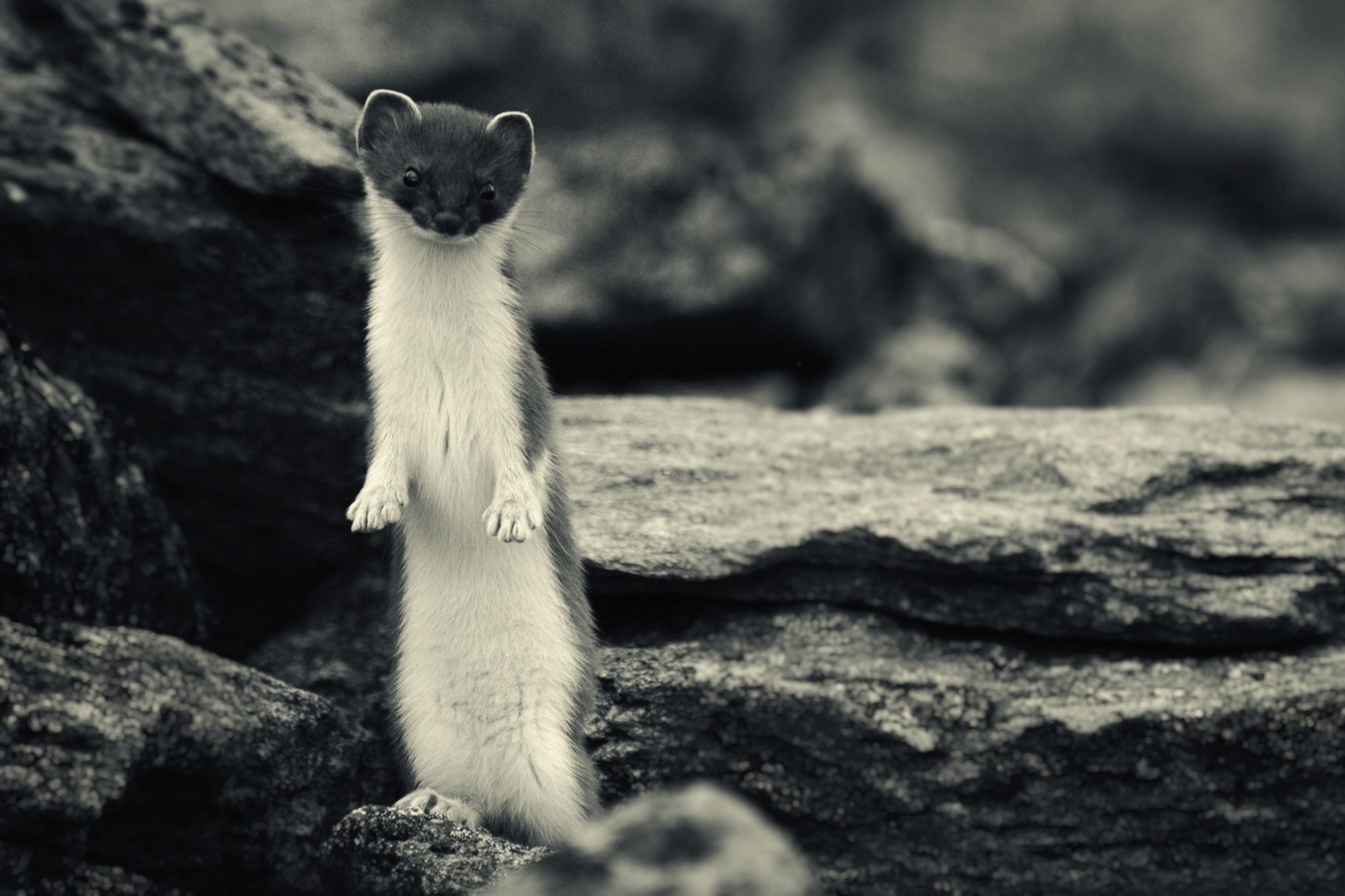 black and white portrait of a stoat in natural environment, fine art wildlife photography capturing alertness and movement