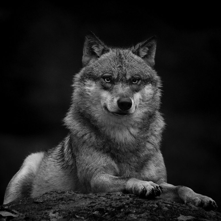 A wolf (Canis lupus) with intense eyes sits on a rock, format 1x1 in black and white. Eurasischer Wolf in Schwarzeiß.
