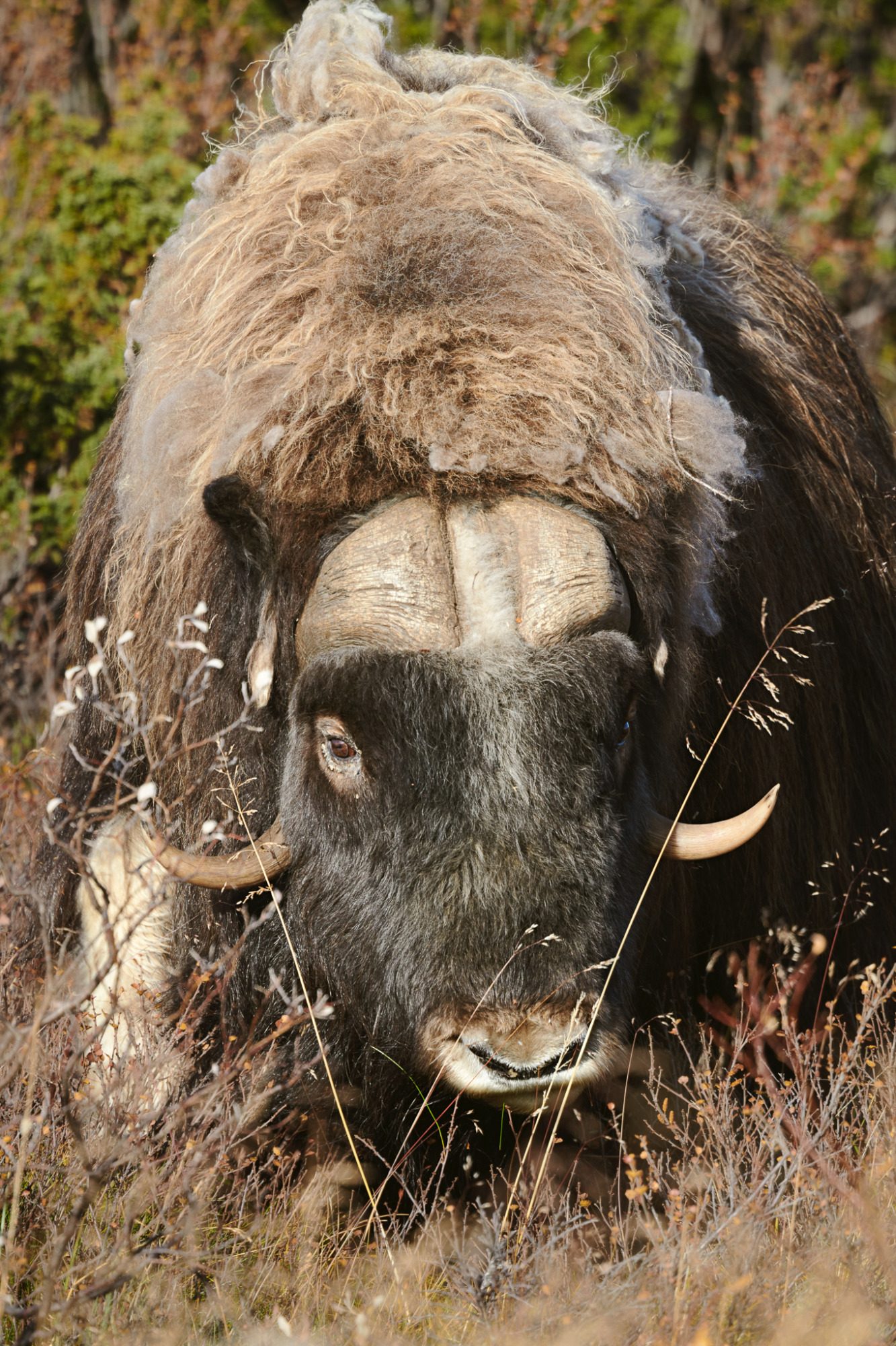 Fine Art,
Wildlife Photography, Wildtierfotografie, Limitierte Editionen, limited edition, Künstlerische Fotografie, Galerie, Photo Gallery