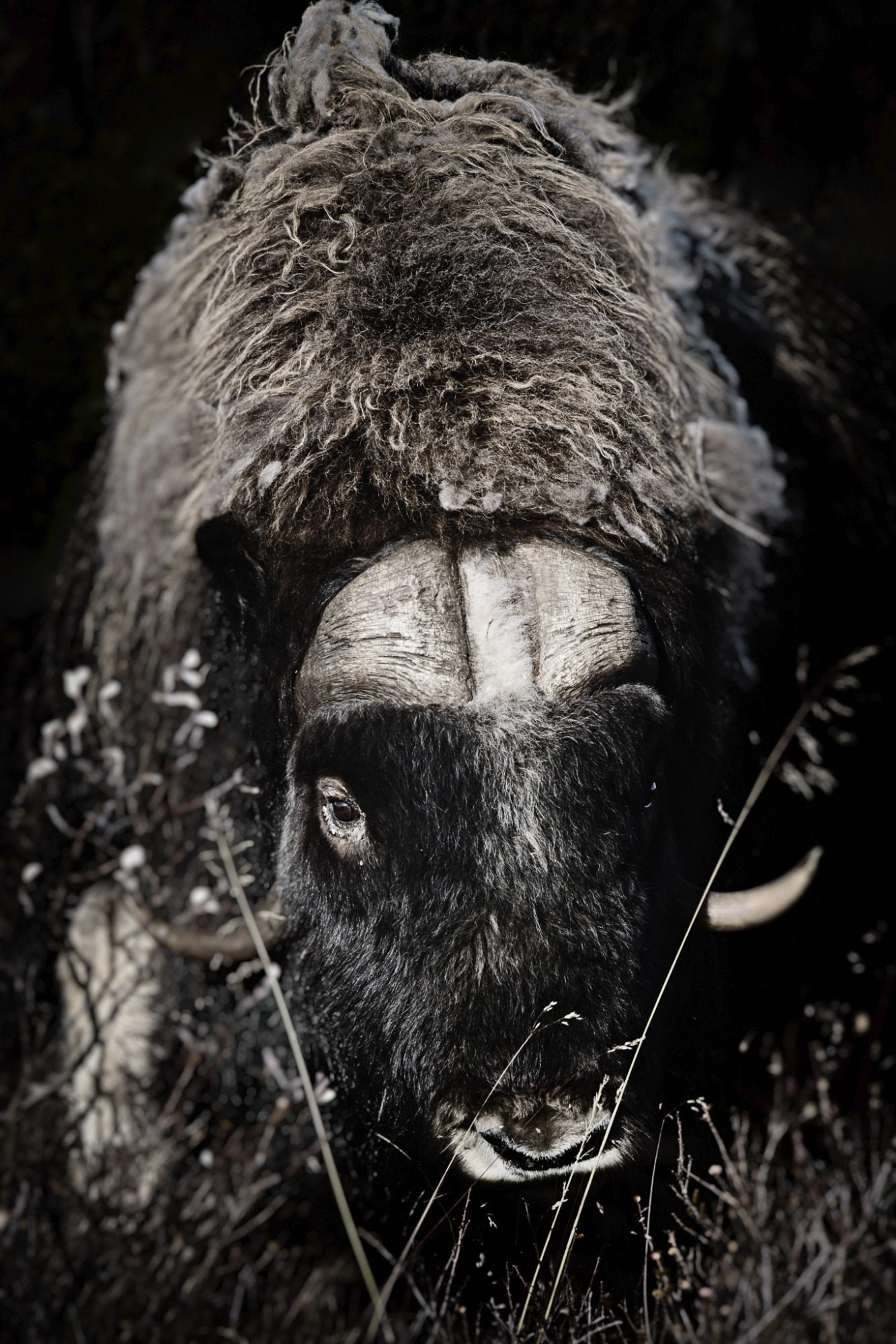Musk ox (Ovibos moschatus) Moschusochse - Fine Art Wildlife Photography by Heinz Effner Musk ox (Ovibos moschatus) fine art wildlife photography by heinz effner
