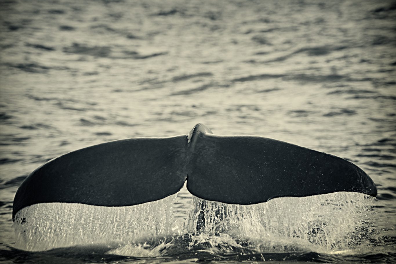 Fine Art Wildlife Photography by Heinz Effner