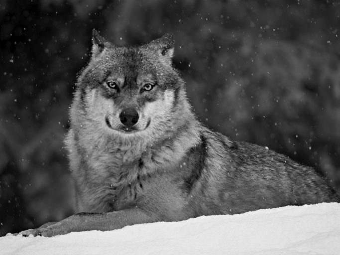 Eurasischer Wolf sitzt im Schnee, umgeben von Schneeflocken.Eurasian wolf sitting in the snow, surrounded by snowflakes.