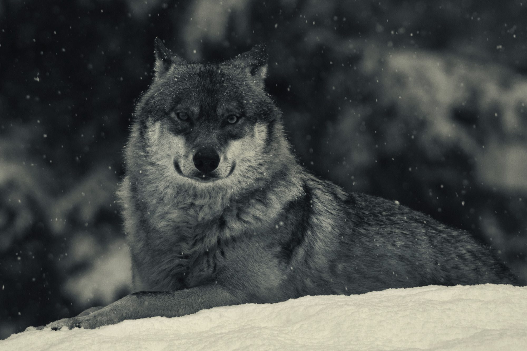 black and white wolf portrait in winter landscape, powerful and emotional wildlife fine art image