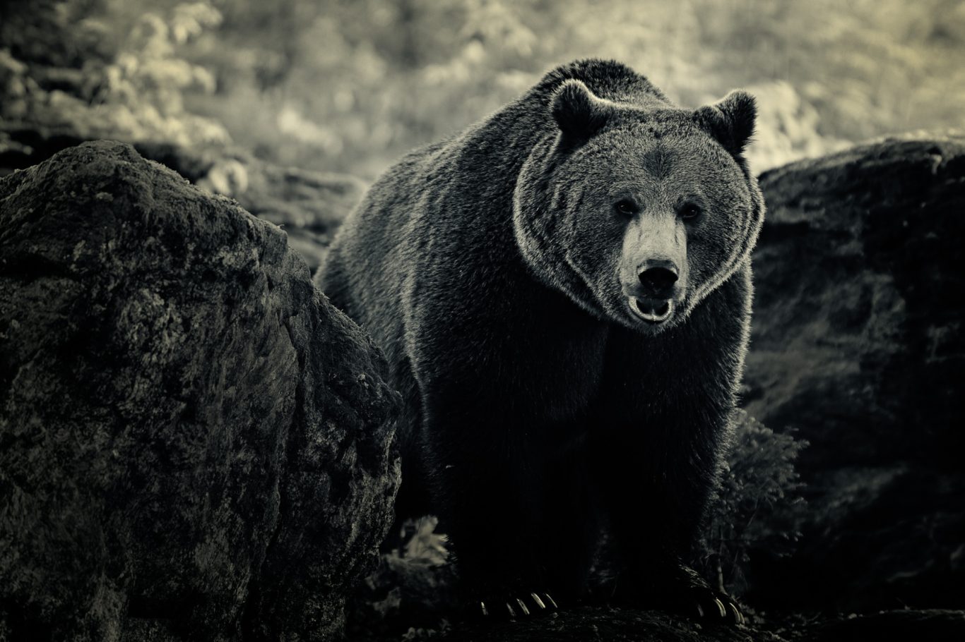 Fine Art Wildlife Photography by Heinz Effner