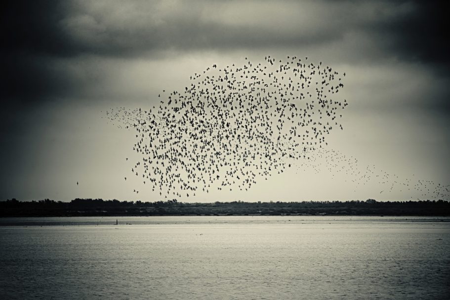 Fine Art Wildlife Photography by Heinz Effner