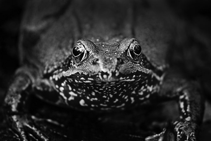 Nahaufnahme eines Frosches mit markanten Merkmalen in Schwarz-Weiß.Close-up of a frog with striking features in black and white.