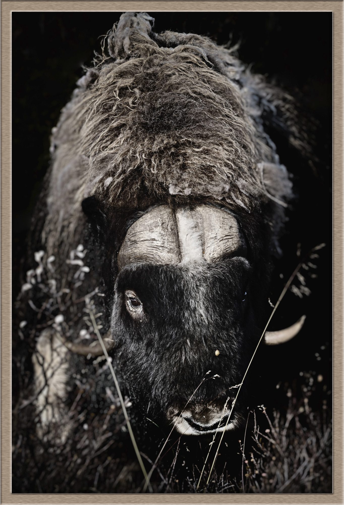 Musk ox (Ovibos moschatus) Musk ox (Ovibos moschatus) fine art wildlife photography by heinz effner