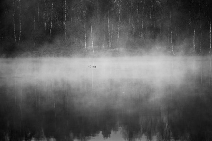 Ein nebliger See mit schwachem Licht und zwei Stockenten auf der Wasseroberfläche.A misty lake with dim light and two mallards.