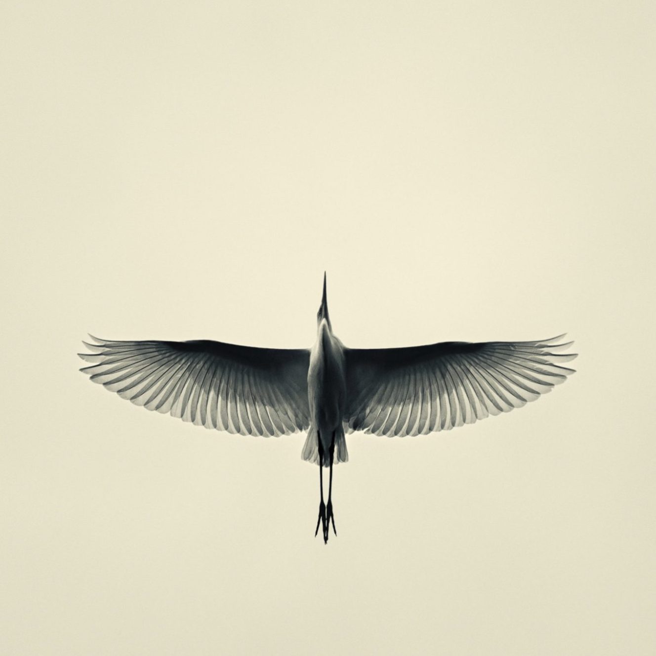 Fine Art,
Wildlife Photography, Wildtierfotografie, Limitierte Editionen, limited edition, Künstlerische Fotografie, Galerie, Photo Gallery