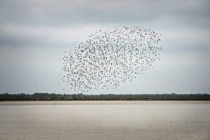 Vogel schwirrt in großen Schwärmen über einem flachen, grauen Gewässer.Bird buzzing in large flocks over a shallow, gray body of water.