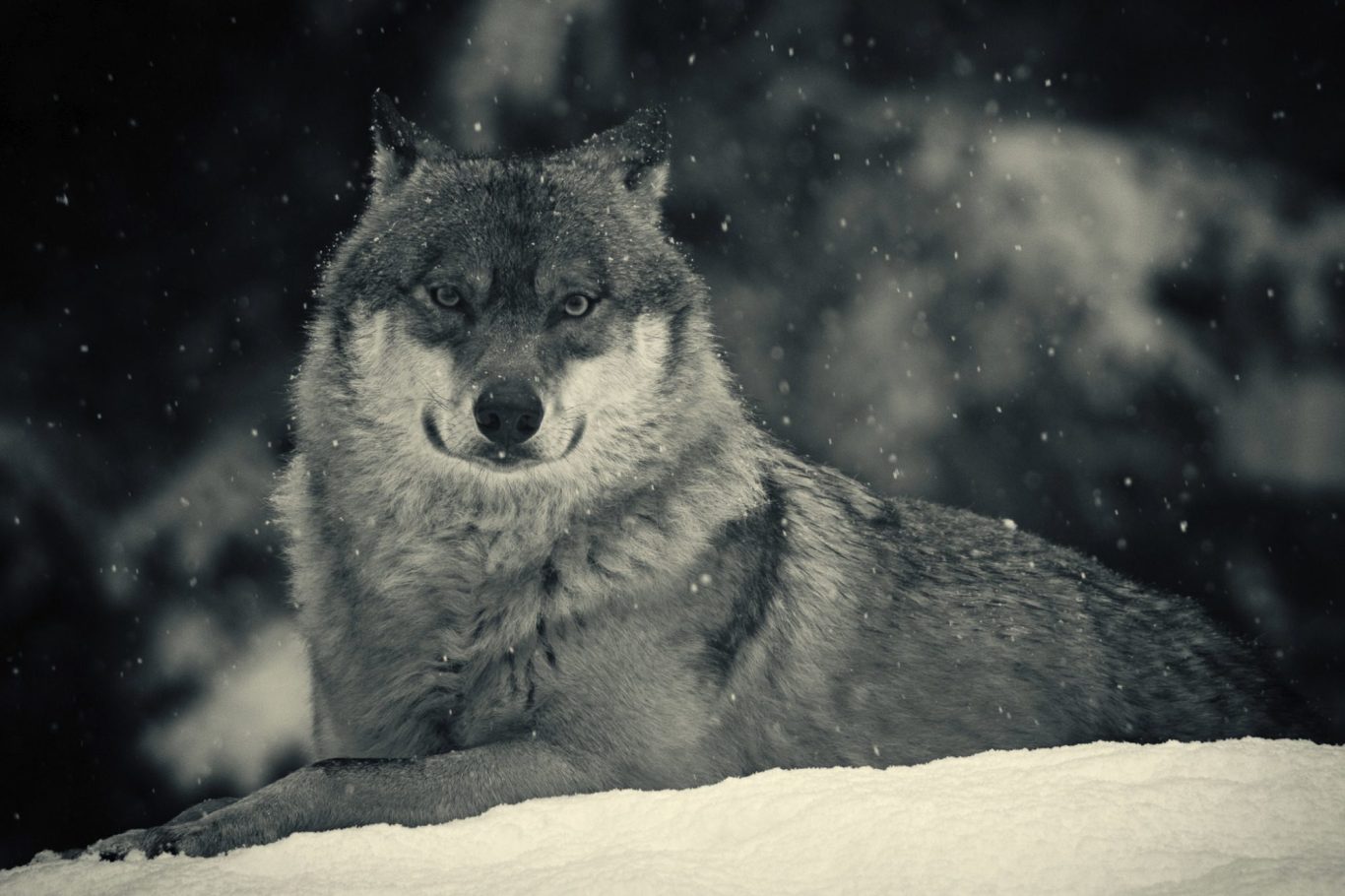 Eurasian Wolf (Canis lupus lupus) Fine Art Wildlife Photography by Heinz Effner